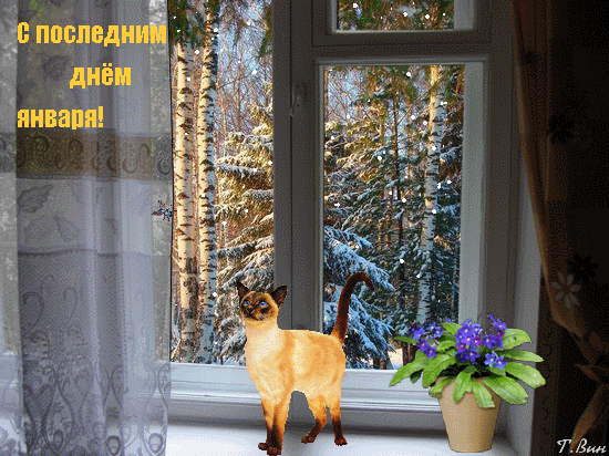 Gif картинка с кошкой на последний Январский день. Gif картинка с кошкой на последний Январский день.