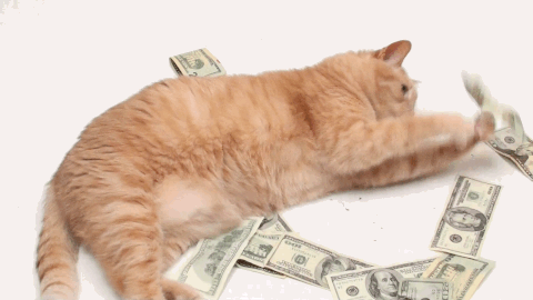 Кот с деньгами на белом фоне