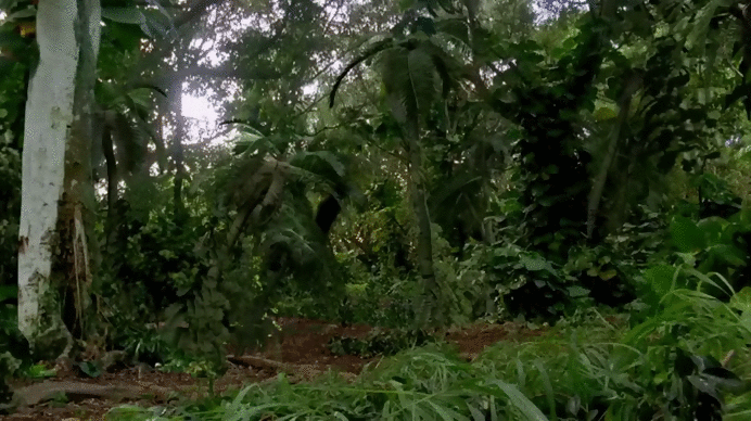 Черный дым из сериала лост анимация.