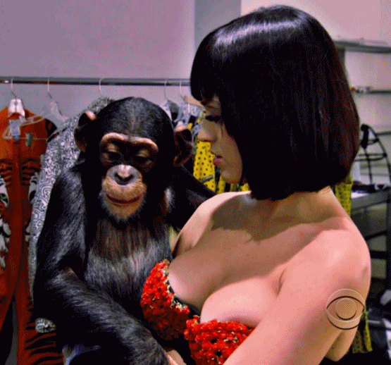 Новые гифки обезьяна лезет в лифчик.