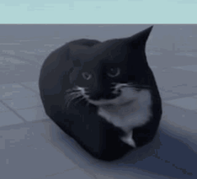 Гифка Maxwell Cat Гифка Maxwell Cat