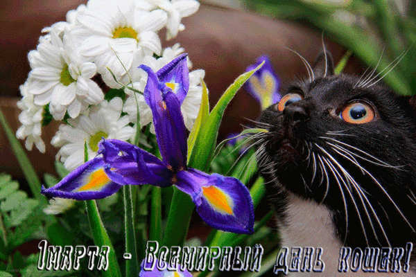 Весенняя гифка с чёрным котом на 1 Марта - день кошек.