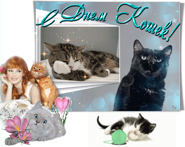 Креативная гиф открытка на день кошек.