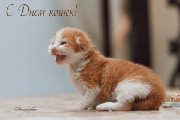 Оригинальная анимация на день кошек.