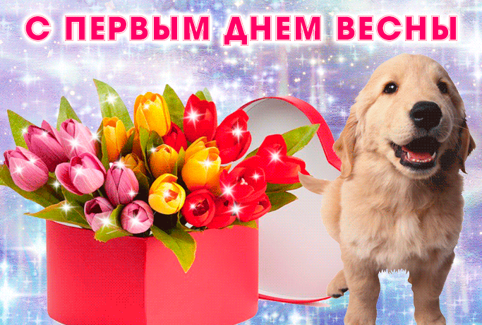 Смешная блестящая гифка с коробкой тюльпанов и собакой улыбакой на первый день весны.