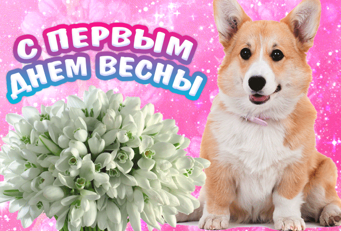 Прикольная гиф открытка с корги и подснежниками к 1 Марта.