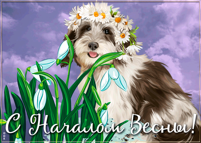 Милая гифка с собакой и подснежниками к началу Весны.
