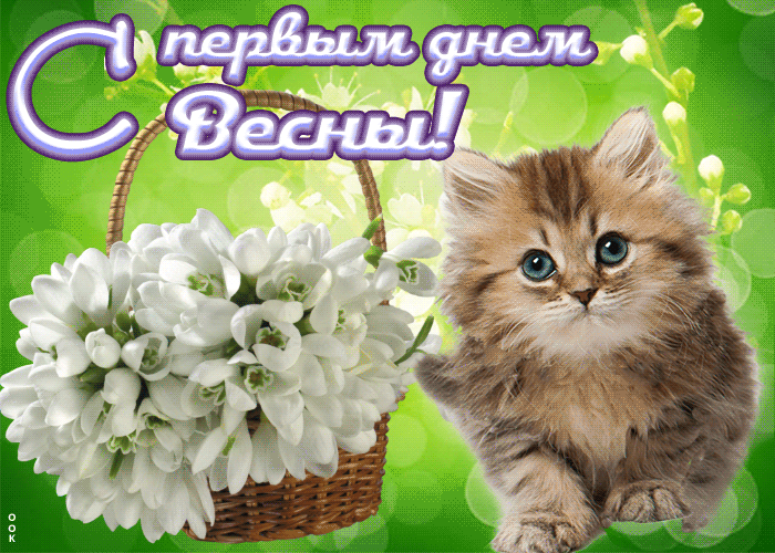 Прикольная гиф открытка с котёнком и корзинкой подснежников на первый день весны.