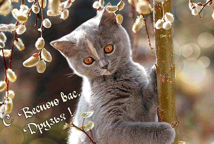 Котик поздравляет с наступившей весной.