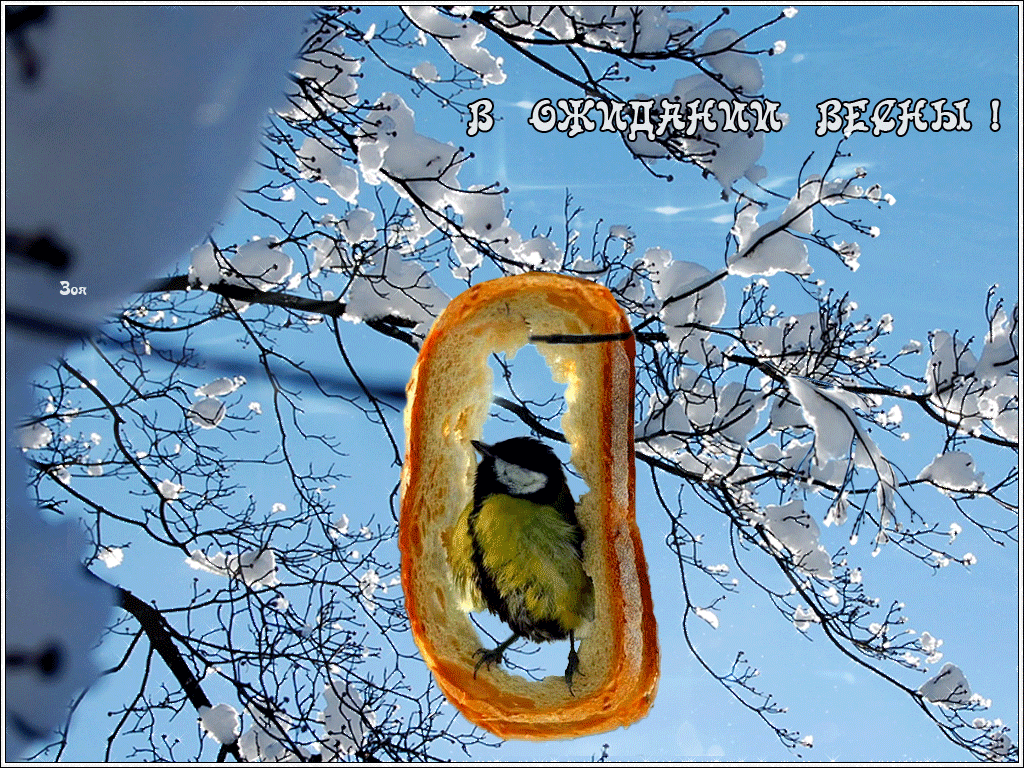 Смешная гифка с птичкой в куске батона и надпись "В ожидании Весны!". Смешная гифка с птичкой в куске батона и надпись "В ожидании Весны!".