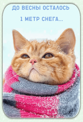 Смешная гифка с рыжим котом, до весны осталось 1 метр снега. Смешная гифка с рыжим котом, до весны осталось 1 метр снега.