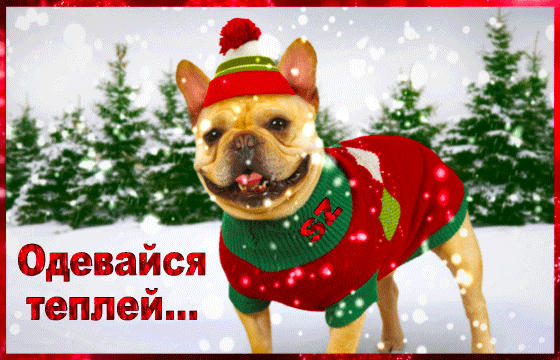Смешная анимация с собакой в шапке зимой и надписью "Одевайся теплее".