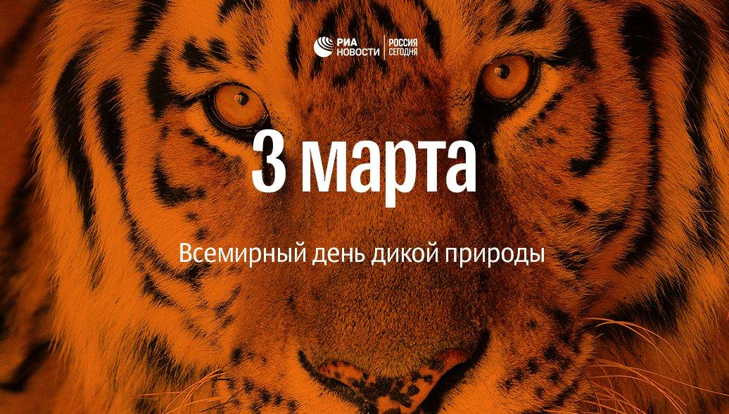 Открытка с тигром - 3 Марта праздник день дикой природы. Открытка с тигром - 3 Марта праздник день дикой природы.