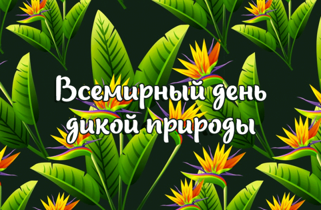 Картинки на Всемирный день дикой природы Картинки на Всемирный день дикой природы