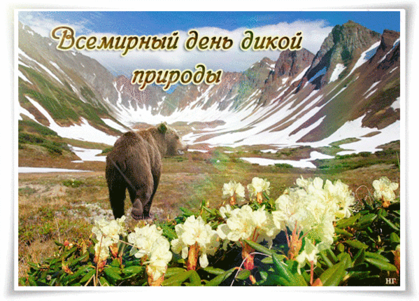 Красивая гифка с медведем в горах на день дикой природы. Красивая гифка с медведем в горах на день дикой природы.