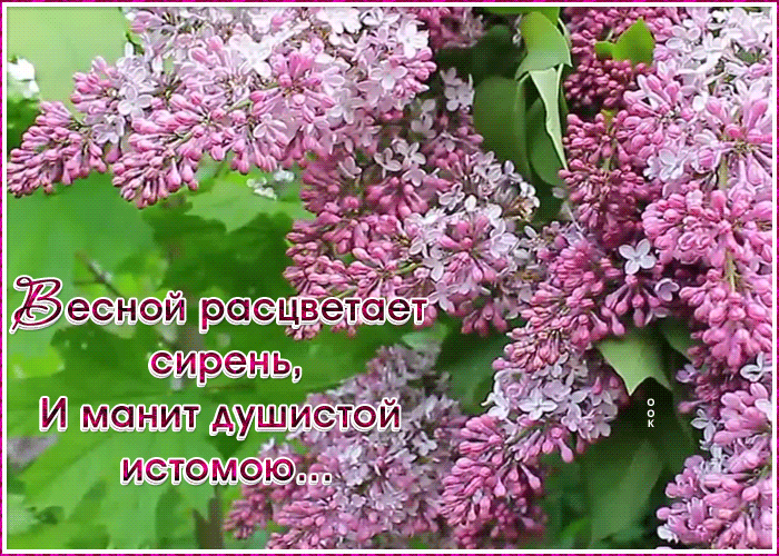 Гифка весной расцветает сирень, и манит душистой истомою. Гифка весной расцветает сирень, и манит душистой истомою.