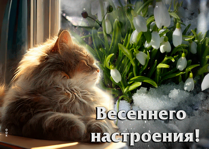 Гифка кот и подснежники "Весеннего настроения!". Гифка кот и подснежники "Весеннего настроения!".