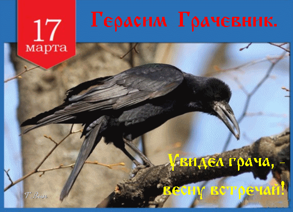 Гифка 17 Марта "Герасим Грачевник." Примета : Увидел грача, - весну встречай!