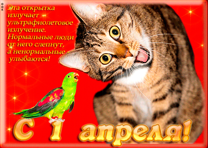 Смешная гифка с котом и попугаем. Смешная гифка с котом и попугаем.