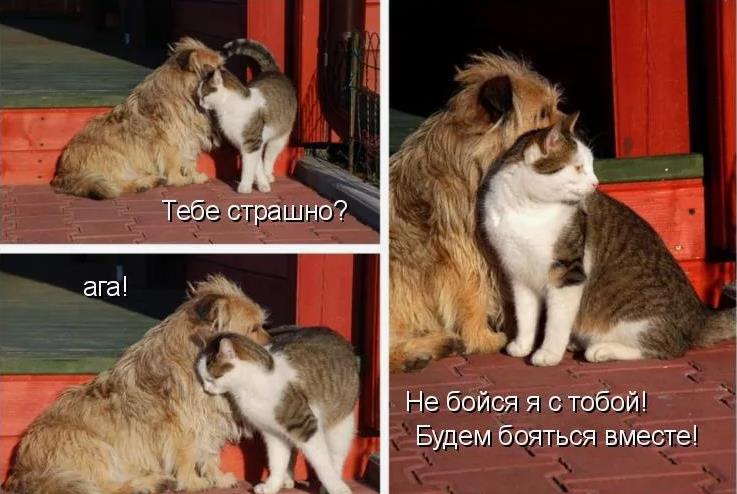 Смешная картинка - мем, если страшно, то не бойся, будем вместе бояться.