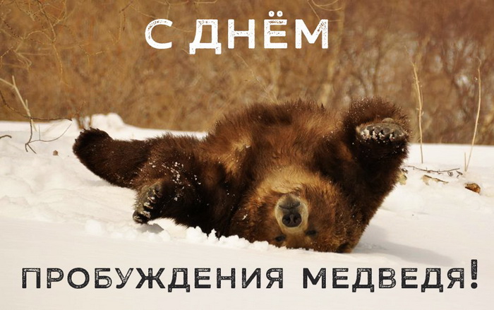 Смешная картинка с мишкой на снегу ко дню пробуждения. Смешная картинка с мишкой на снегу ко дню пробуждения.