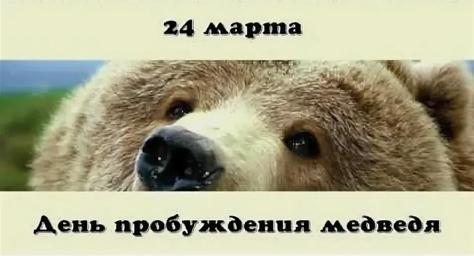 Креативное фото медведя к 24 Марта. Креативное фото медведя к 24 Марта.