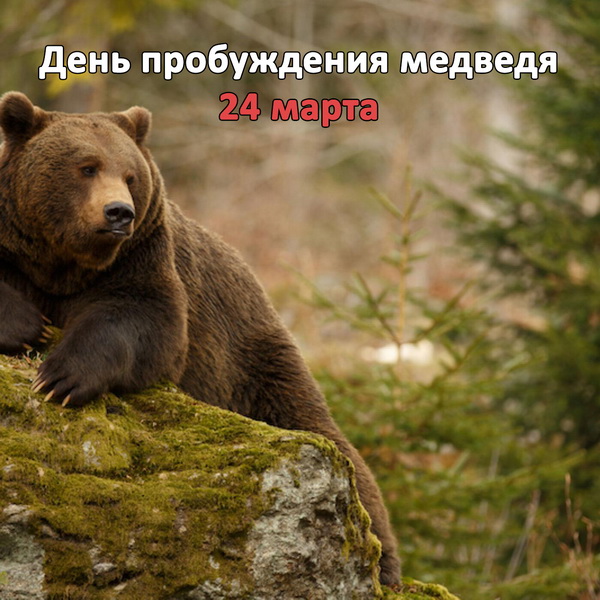 Красивое фото с медведем и надпись "День пробуждения 24 Марта!". Красивое фото с медведем и надпись "День пробуждения 24 Марта!".