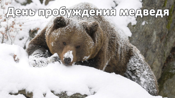 А ну как где тут у вас Весна, Медведь проснулся! А ну как где тут у вас Весна, Медведь проснулся!