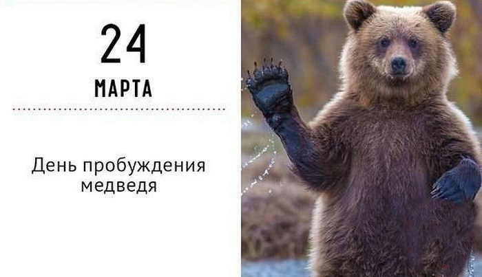 Классное фото медведя на паспорт) Ну или ко дню пробуждения. Классное фото медведя на паспорт) Ну или ко дню пробуждения.