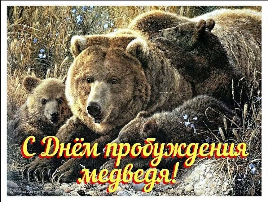 Забавные мишки. Забавные мишки.