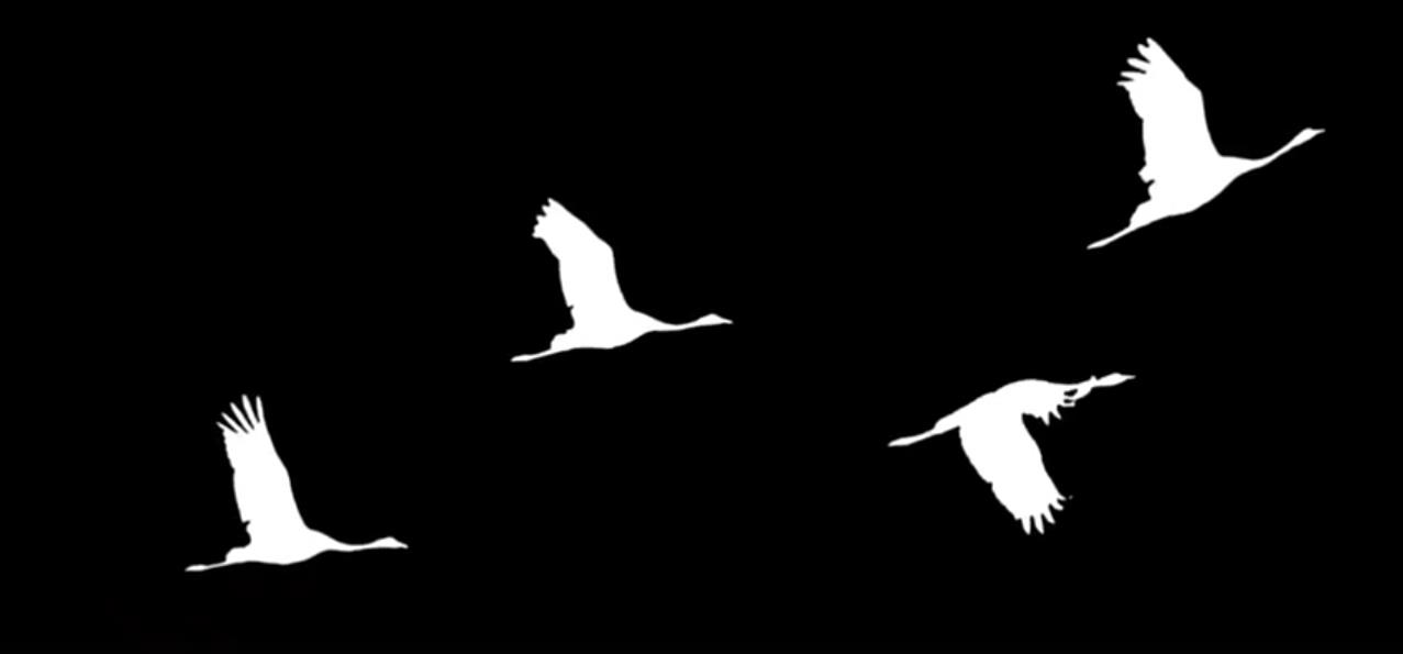 Белые журавли на чёрном фоне. Белые журавли на чёрном фоне.