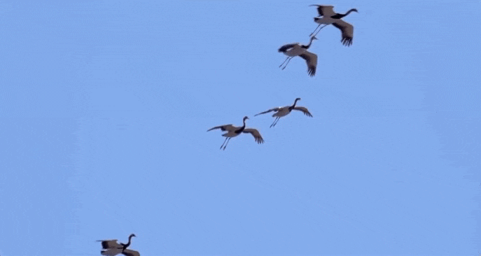 Гифка летят журавли на синем небе. Гифка летят журавли на синем небе.