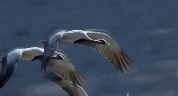 Gif картинка в память о погибших летят журавли. Gif картинка в память о погибших летят журавли.