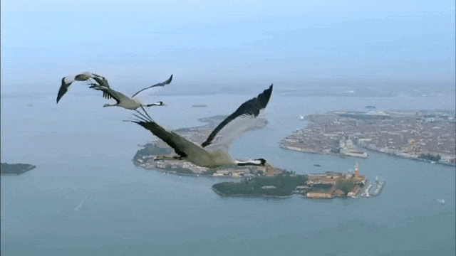 Анимационная открытка с летящими журавлями на фоне города и реки. Анимационная открытка с летящими журавлями на фоне города и реки.