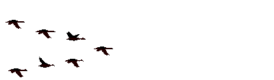 Анимация чёрные птицы (журавли) летят на прозрачном фоне, для форума или сайта. Анимация чёрные птицы (журавли) летят на прозрачном фоне, для форума или сайта.