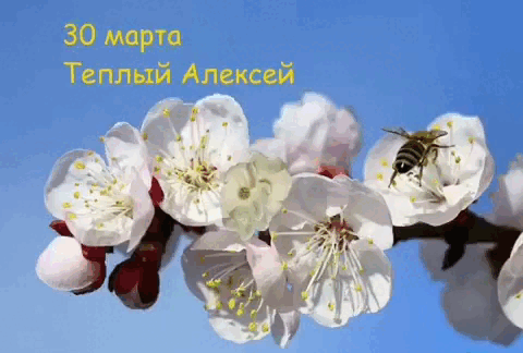 Цветочная гифка ко дню Тёплого Алексея. Цветочная гифка ко дню Тёплого Алексея.