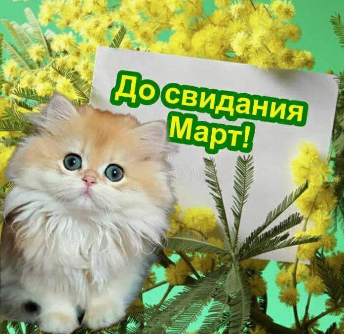 Смешная открытка с котиком и цветами "До свидания Март!".