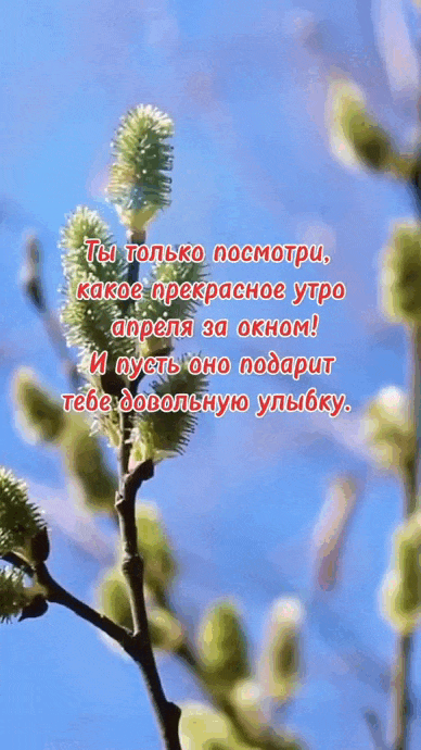 Анимация с веточкой вербы и надписью "Ты только посмотри, какое апрельское утро за окном! И пусть оно подарит тебе довольную улыбку!". Анимация с веточкой вербы и надписью "Ты только посмотри, какое апрельское утро за окном! И пусть оно подарит тебе довольную улыбку!".