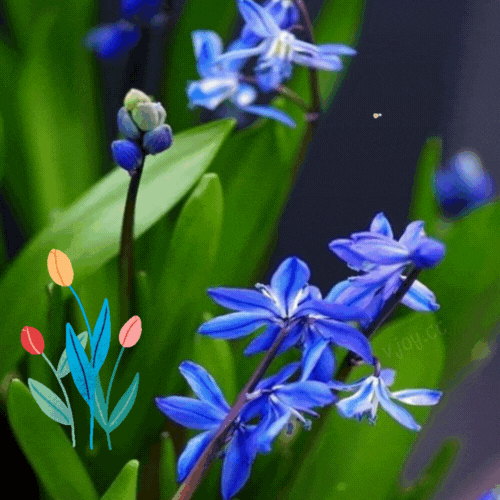 Анимационная открытка с цветами для пожелания прекрасного апрельского утра. Анимационная открытка с цветами для пожелания прекрасного апрельского утра.