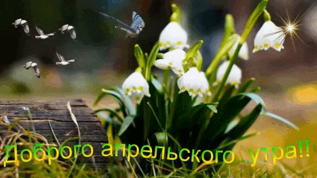 Красивая весенняя гифка с подснежниками и птицами с текстом "Доброго апрельского утра!". Красивая весенняя гифка с подснежниками и птицами с текстом "Доброго апрельского утра!".