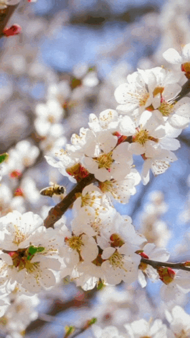 Анимированная надпись на картинке с цветами "Доброго Апрельского Утра!". Анимированная надпись на картинке с цветами "Доброго Апрельского Утра!".