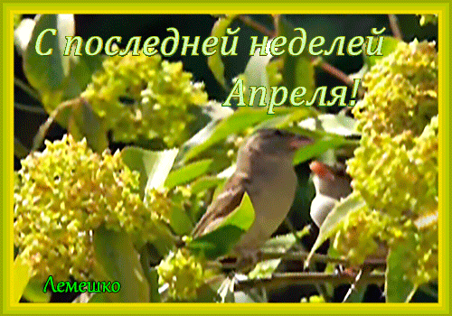 Живая открытка с последней неделей Апреля. Живая открытка с последней неделей Апреля.