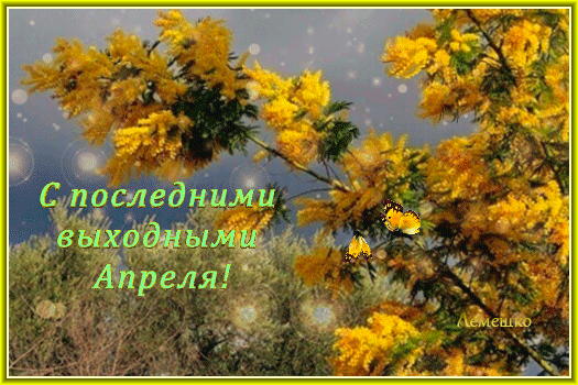Новая анимация с хризантемами и поздравлением с последними выходными в Апреле. Новая анимация с хризантемами и поздравлением с последними выходными в Апреле.