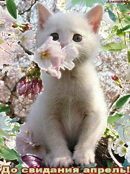 Милая gif картинка с котёнком в весенних цветах "До свидания Апрель!". Милая gif картинка с котёнком в весенних цветах "До свидания Апрель!".