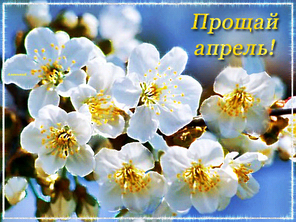 Цветочная гифка "прощай Апрель!". Цветочная гифка "прощай Апрель!".