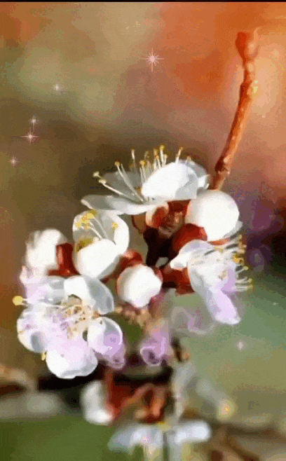 Красивая анимация из видео с надписью "С добрым апрельским утром" на фоне весенних цветов для женщин. Красивая анимация из видео с надписью "С добрым апрельским утром" на фоне весенних цветов для женщин.