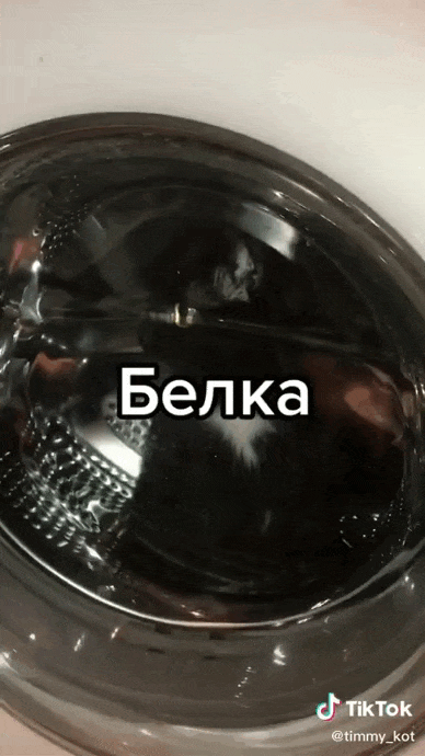 Смешная гифка с чёрным котом "Белка" в стиральной машине. Как говорил Юрий Алексеевич Гагарин "Поехали!". Смешная гифка с чёрным котом "Белка" в стиральной машине. Как говорил Юрий Алексеевич Гагарин "Поехали!".