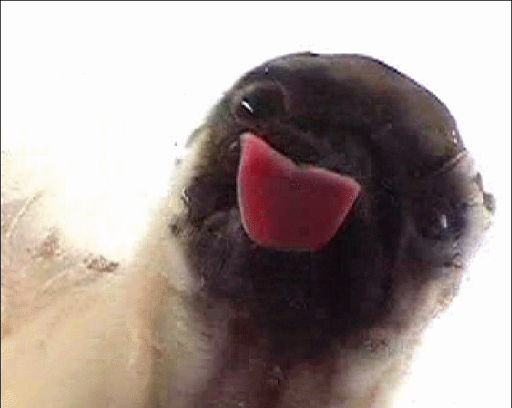 Гифка смешная собака (мобс) яростно облизывает экран монитора.