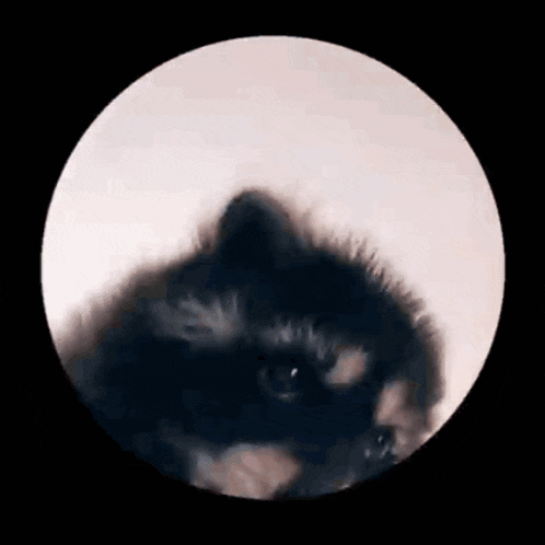 Необычная Гифка с енотом в круге. Енот Педро гиф Pedro Racoon GIF в кружочке.