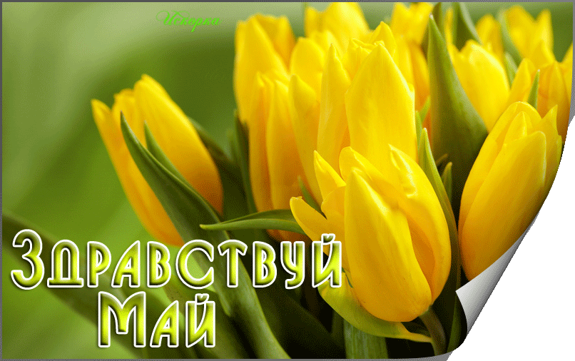 Мерцающая gif картинка с жёлтыми тюльпанами и надписью "Здравствуй, Май!".